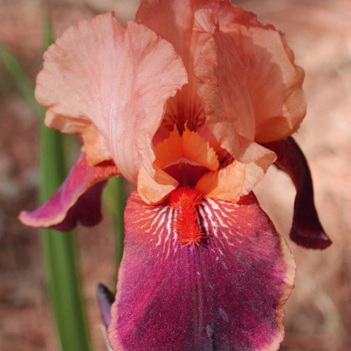 Iris germanica 'Cimarron Strip' - Aediiris 'Cimarron Strip'